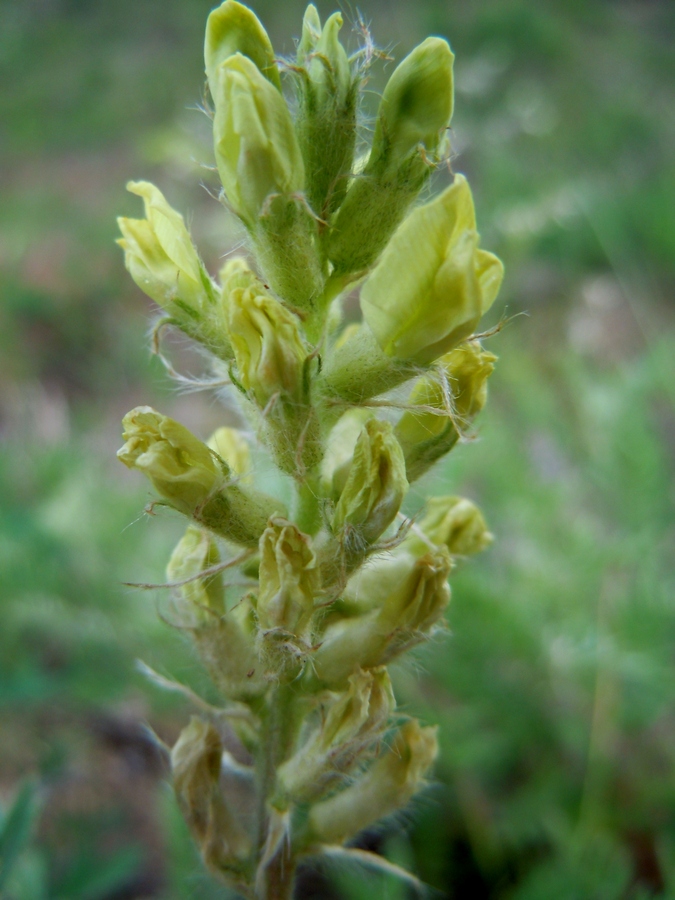 Изображение особи Oxytropis pilosa.