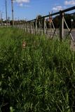 Onobrychis viciifolia
