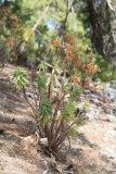 Euphorbia characias. Растение с остатками засохших соцветий. Турция, пров. Анталья, р-н Кемер, окр. пос. Кириш, гора Чалыш, каменистый склон. 27.05.2024.