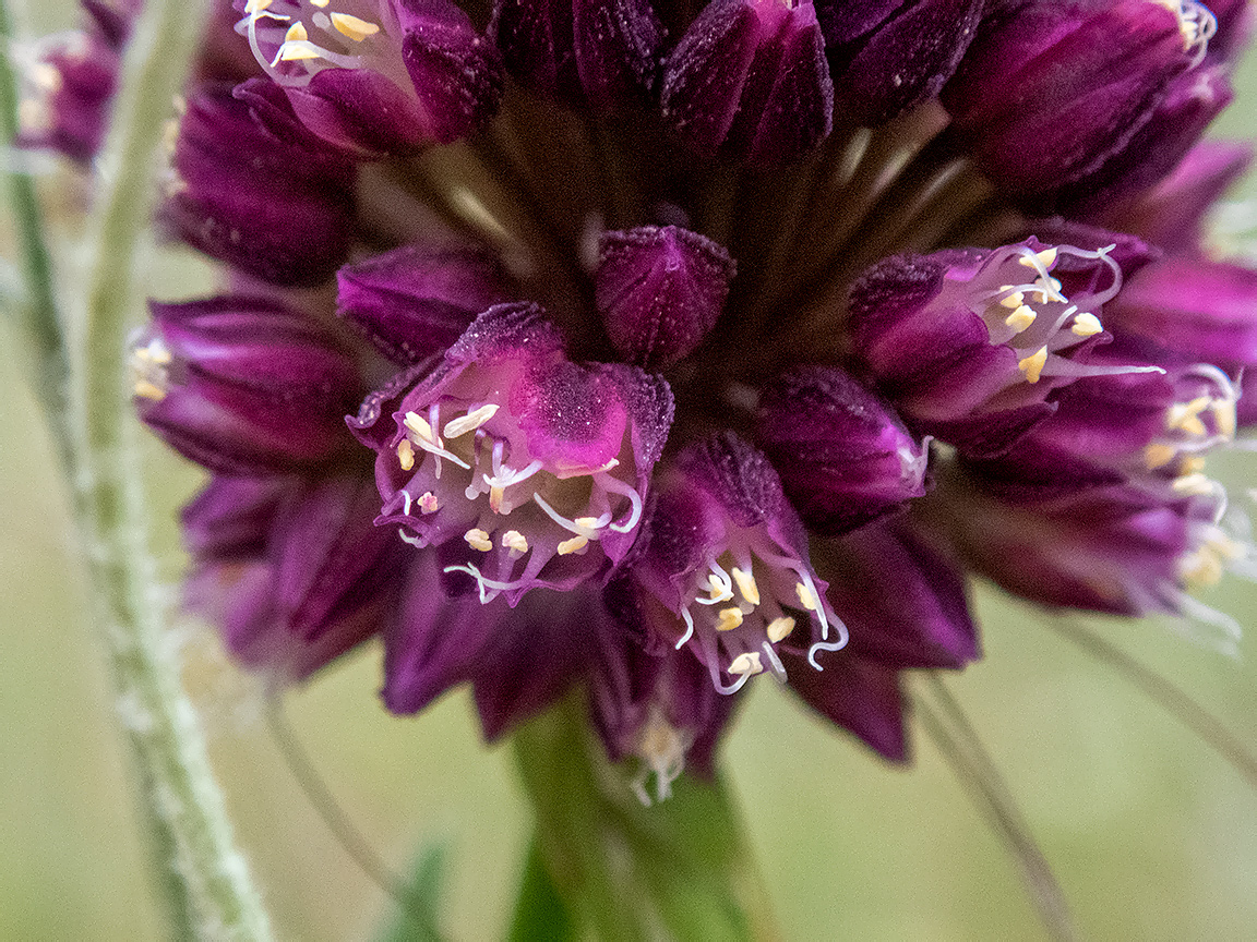 Image of Allium rotundum specimen.