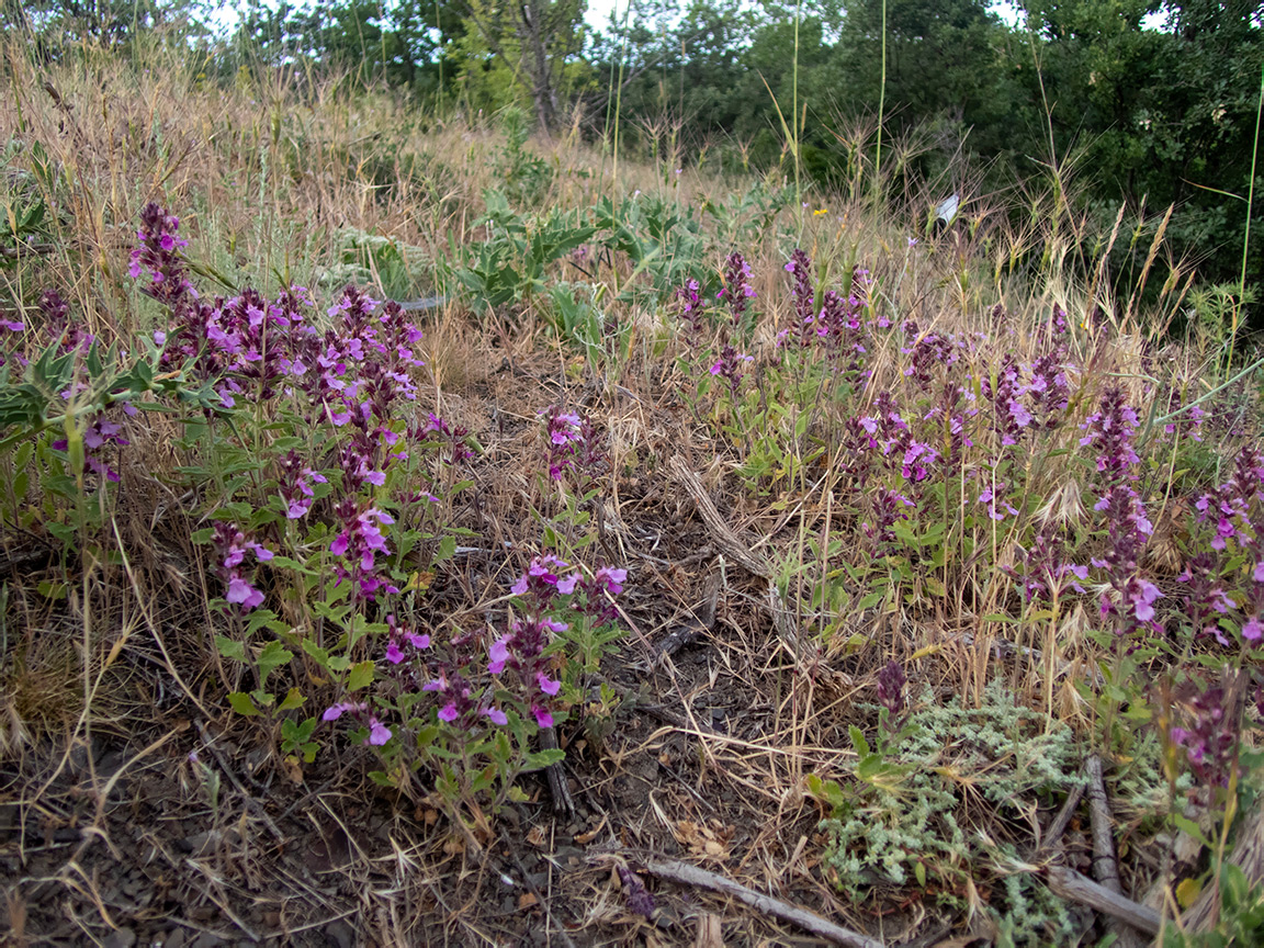 Image of Teucrium chamaedrys specimen.
