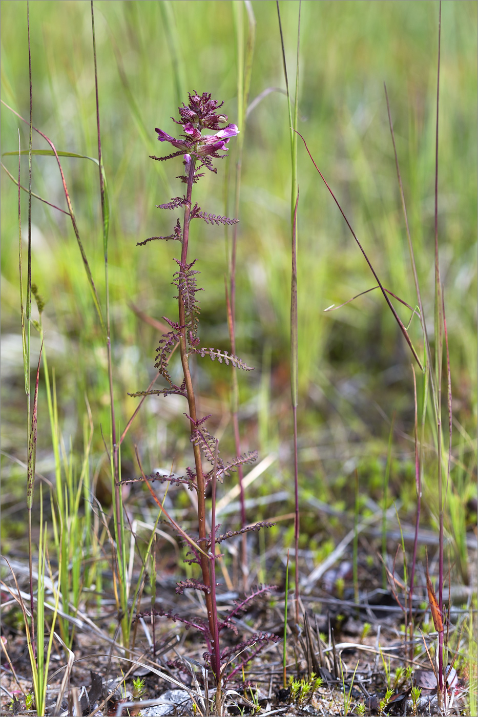 Image of Pedicularis palustris specimen.