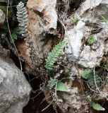 Cosentinia vellea. Растение в расщелине камня. Израиль, г. Кармиэль, склон глубокой долины. 15.02.2011.
