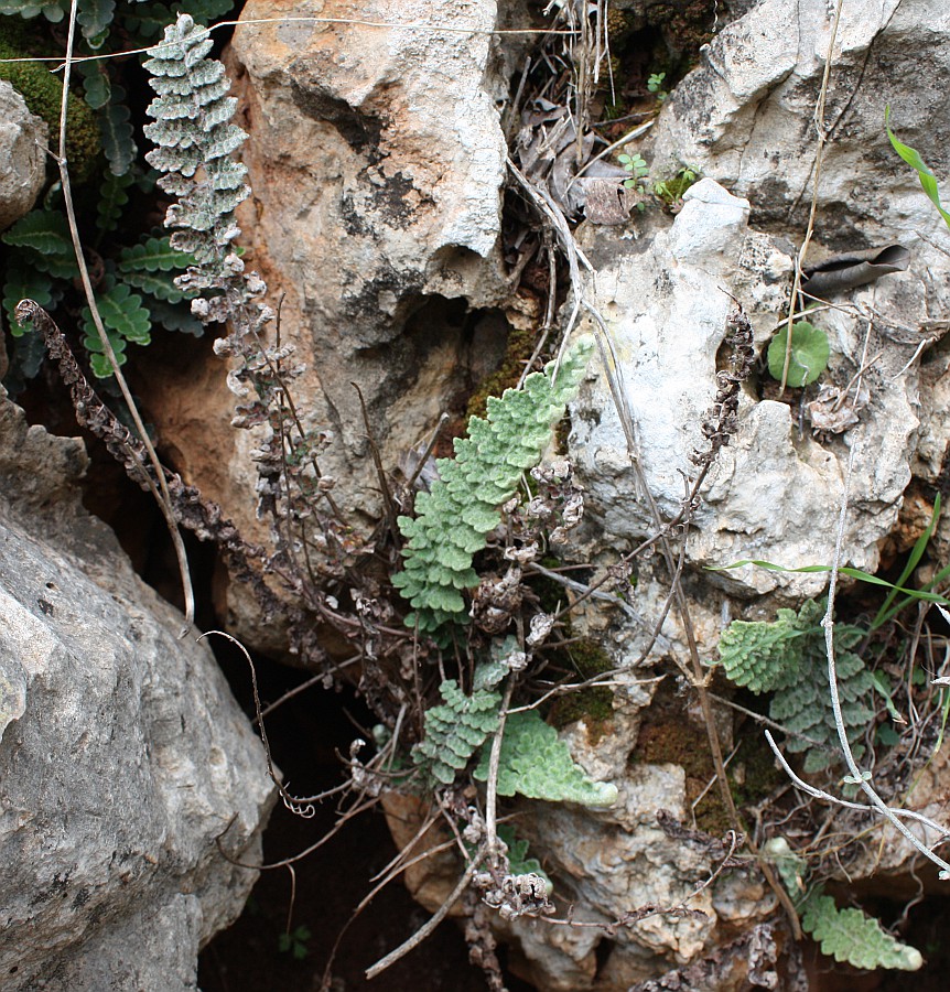 Image of Cosentinia vellea specimen.