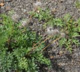 род Pulsatilla. Верхушки побегов с плодами. Чечня, Шаройский р-н, окр. ур. Хиндушты, каменистый склон. 3 июля 2024 г.