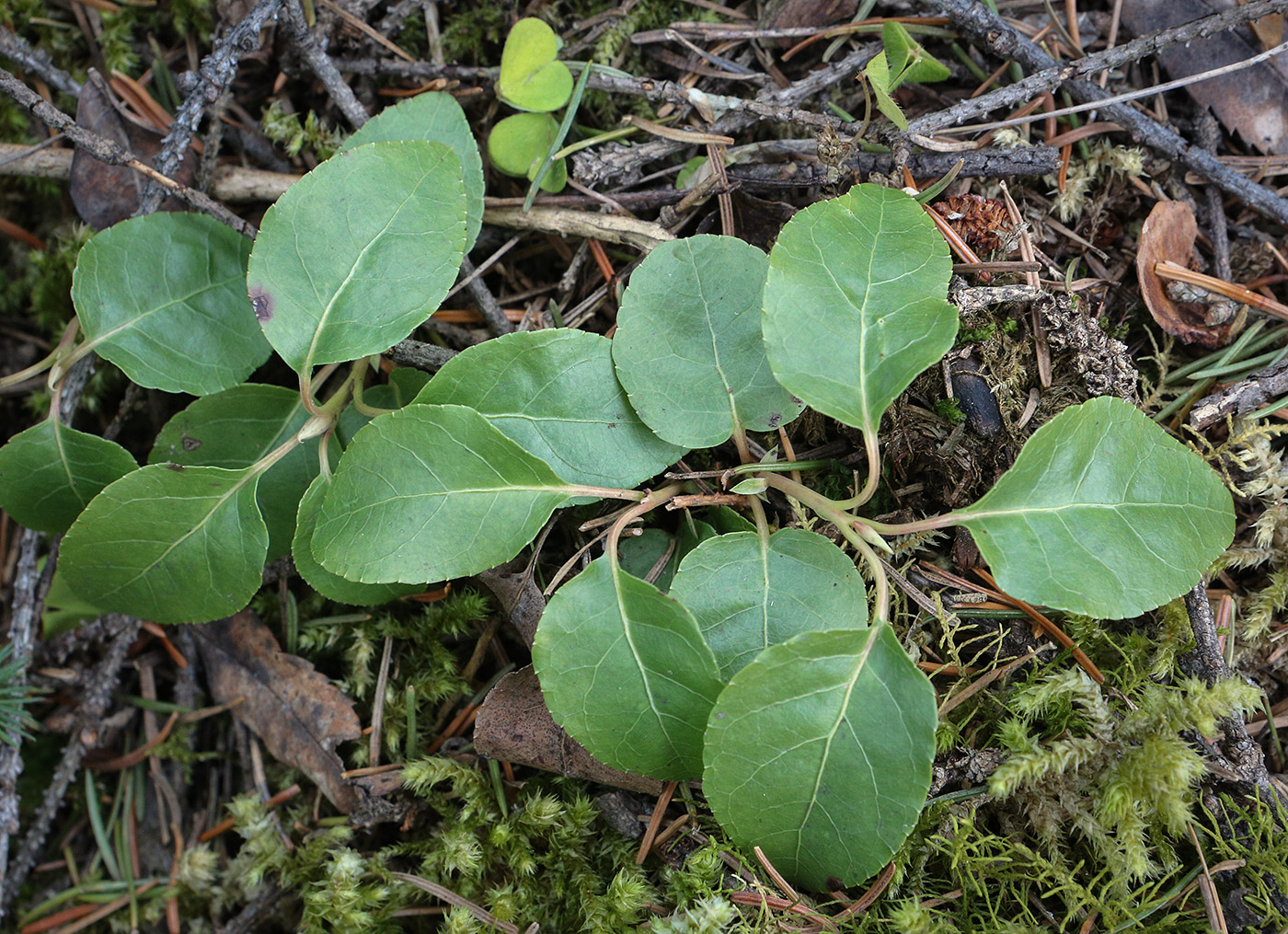 Изображение особи Orthilia secunda.