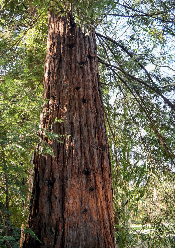 Image of Sequoia sempervirens specimen.