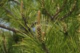 genus Pinus