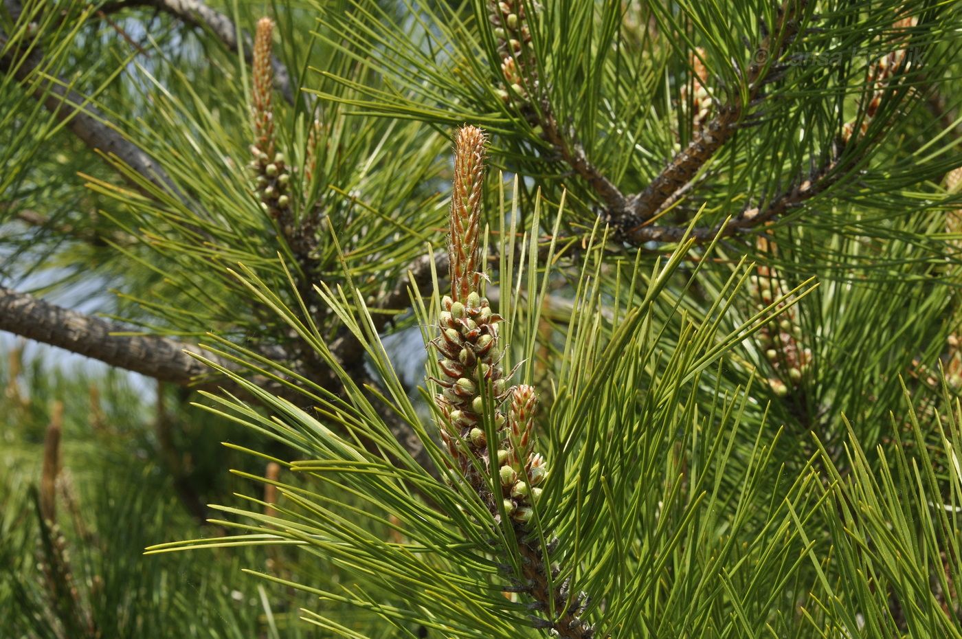 Image of genus Pinus specimen.