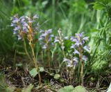 род Phelipanche. Цветущие растения (паразитируют на Vicia sativa). Крым, Севастополь, Байдарская дол., опушка лиственного леса, луг. 29 мая 2025 г.