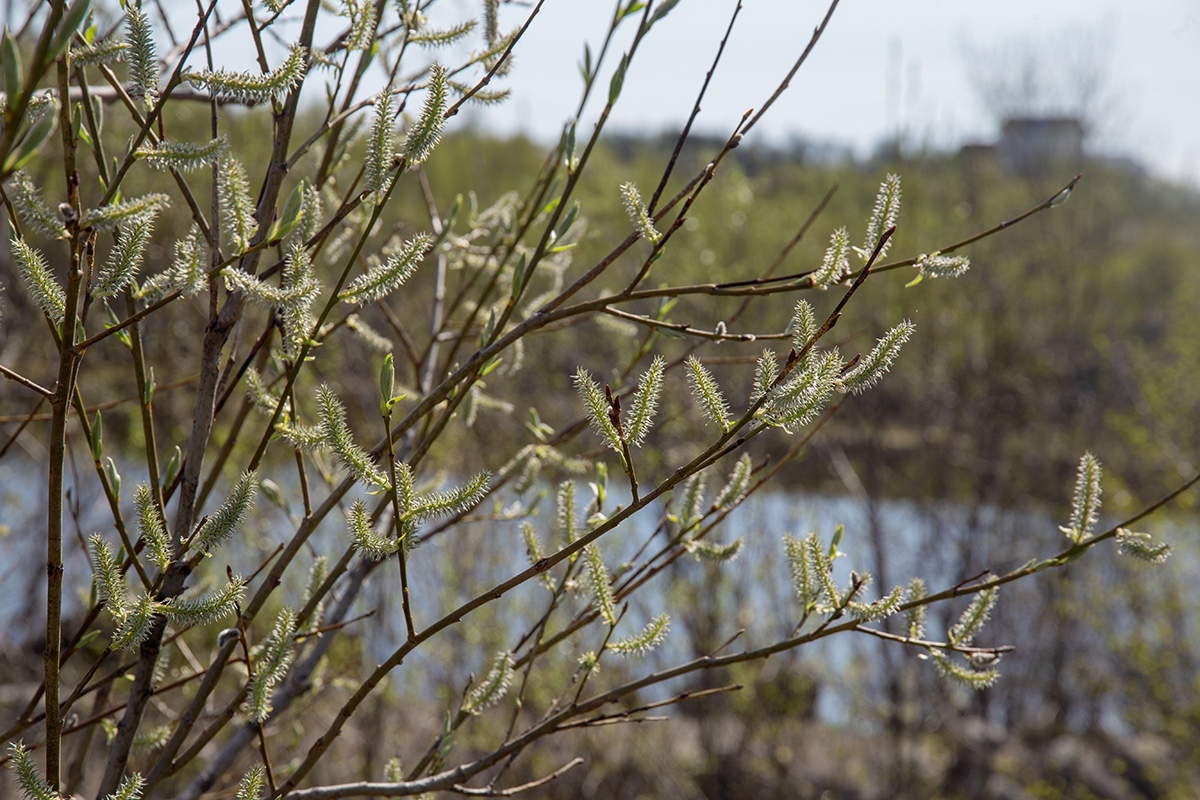 Image of genus Salix specimen.