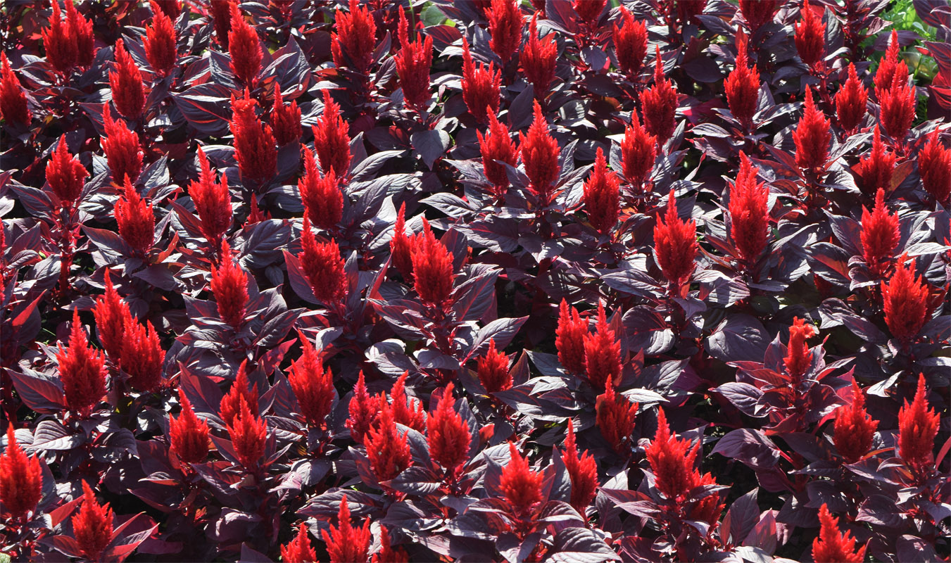 Изображение особи Celosia argentea.