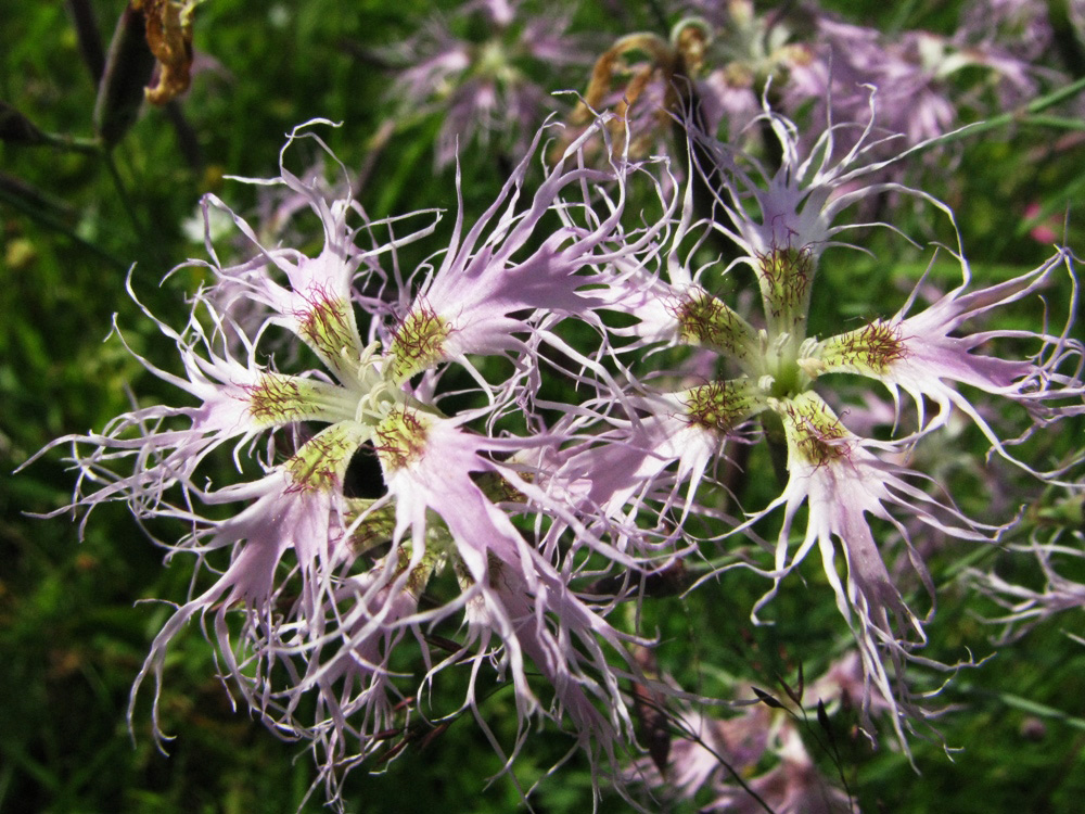 Изображение особи Dianthus superbus.