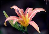Hemerocallis × hybrida. Цветок и бутоны. Московская обл., Раменский р-н, окр. дер. Хрипань, садовый участок. 31.07.2025.