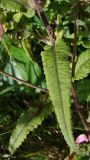 Pedicularis resupinata. Часть побега. Хабаровский край, окр. г. Комсомольск-на-Амуре, обочина грунтовой дороги. 29.07.2025.