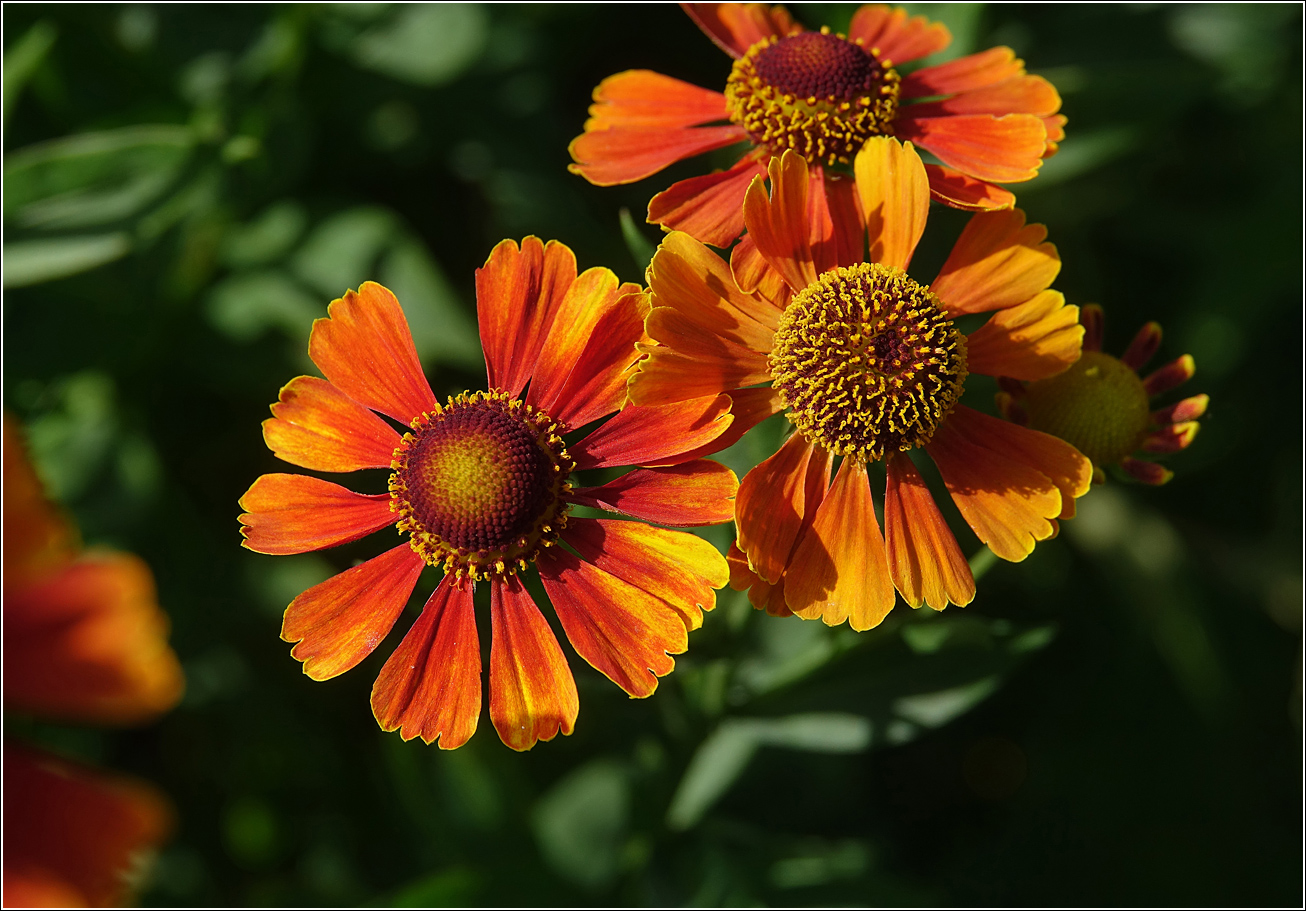 Изображение особи Helenium autumnale.