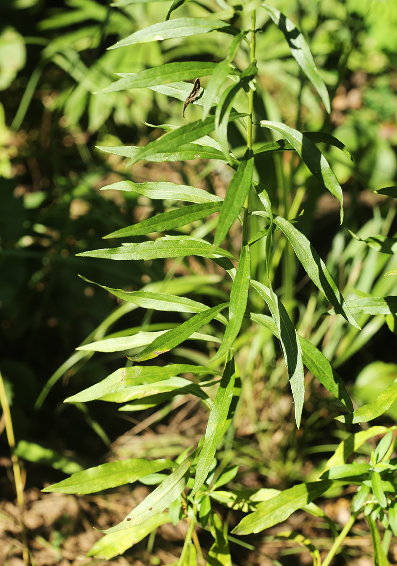 Image of Boltonia lautureana specimen.