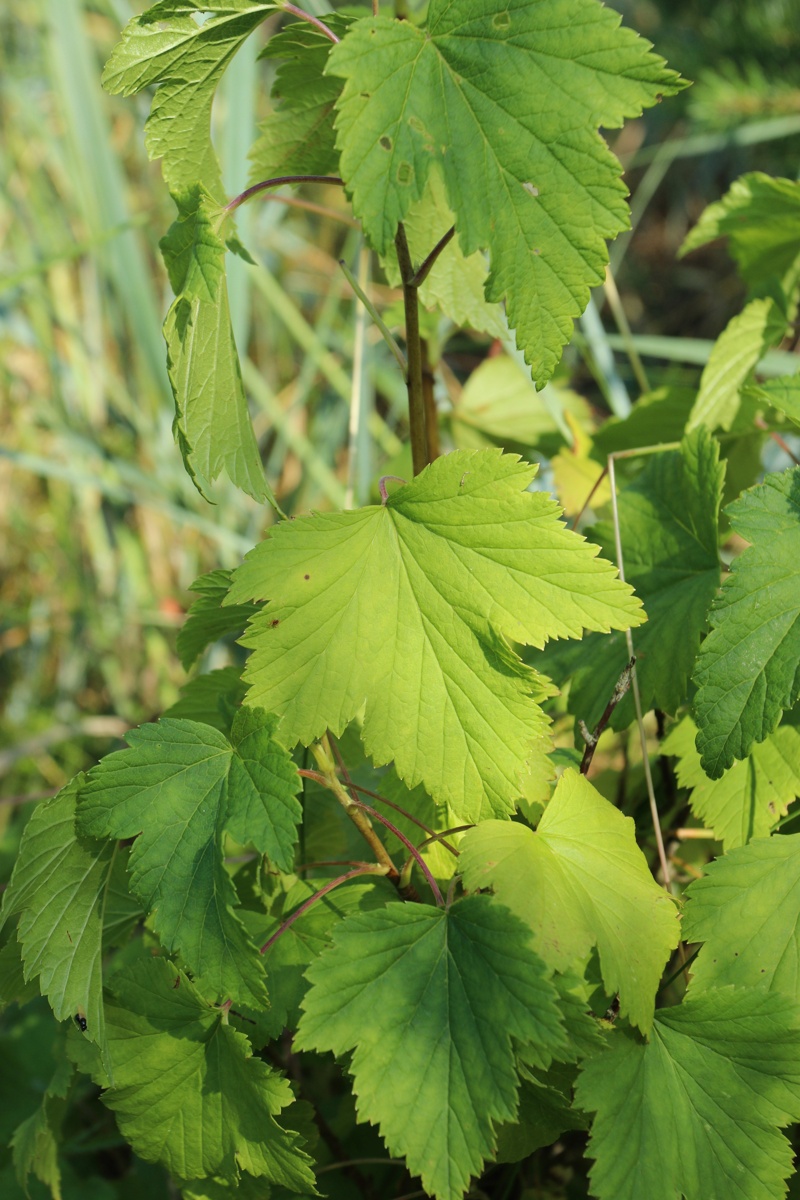 Image of Ribes nigrum specimen.