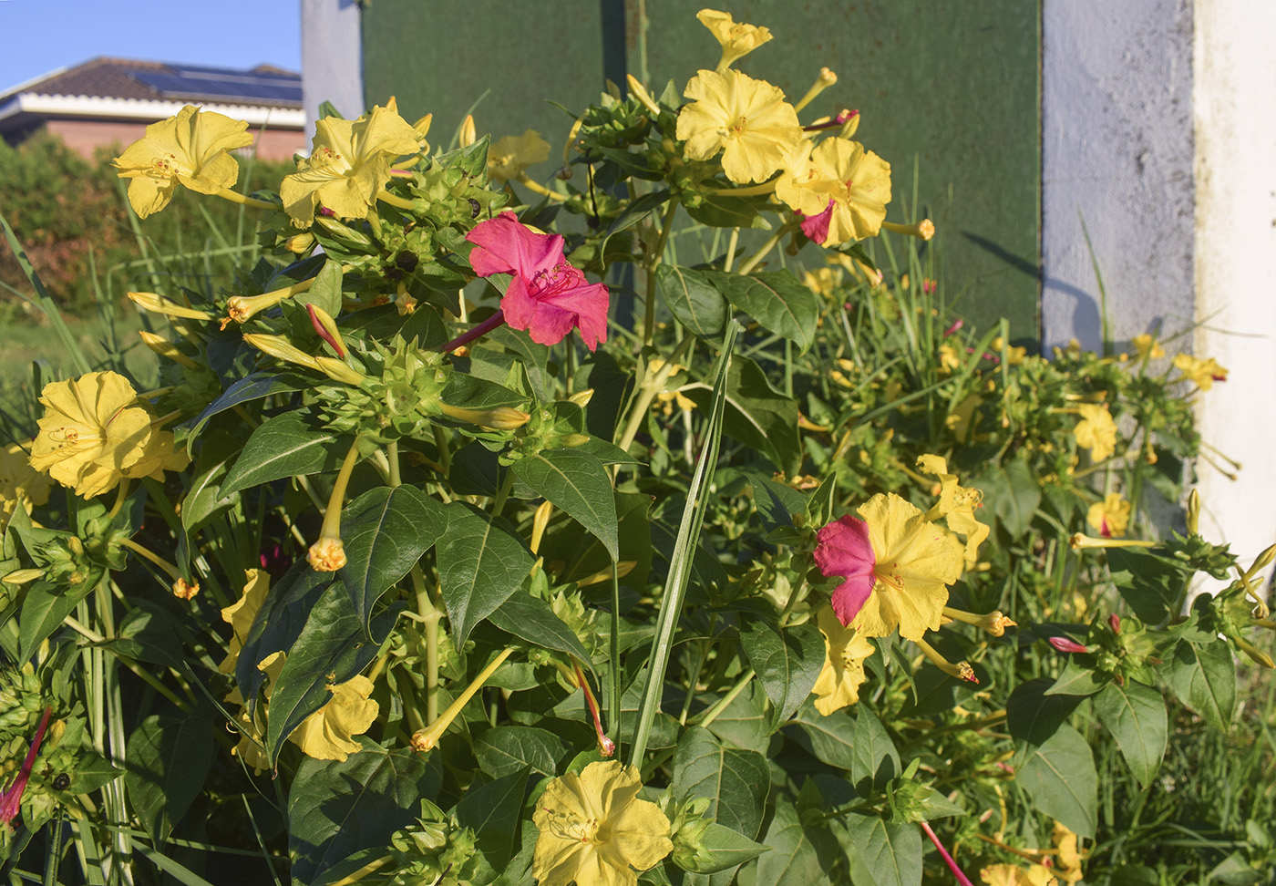 Image of Mirabilis jalapa specimen.