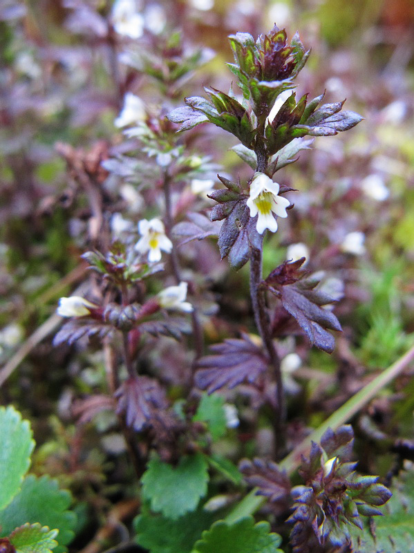 Изображение особи Euphrasia frigida.