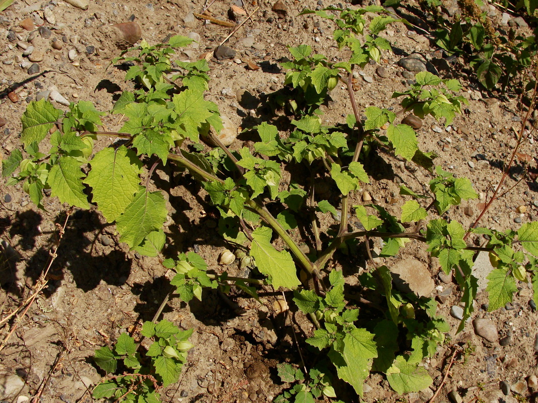 Изображение особи Physalis pubescens.