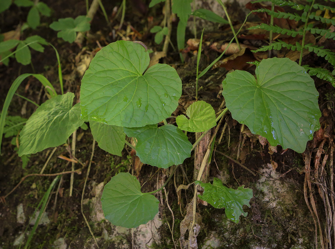 Изображение особи Pachyphragma macrophyllum.
