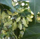 Изображение особи. Автор - Григорий Токарев