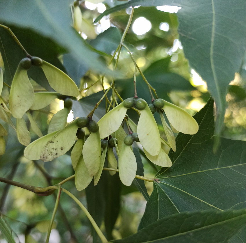 Изображение особи Acer serrulatum.