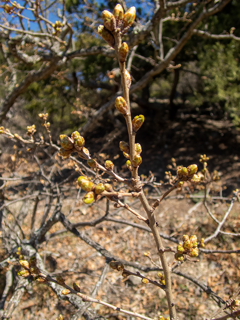 Изображение особи род Quercus.