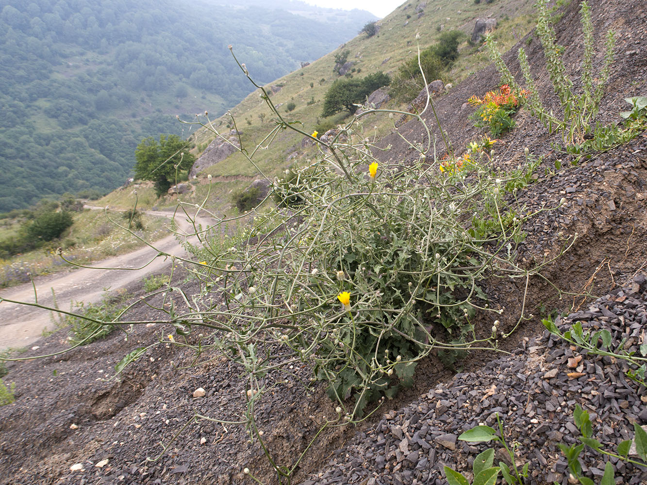 Изображение особи Scariola viminea.