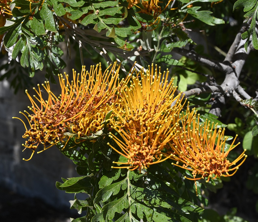 Изображение особи Grevillea robusta.