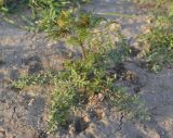 Descurainia sophia. Зацветающее растение на пустыре. Астрахань, 19.04.2011.