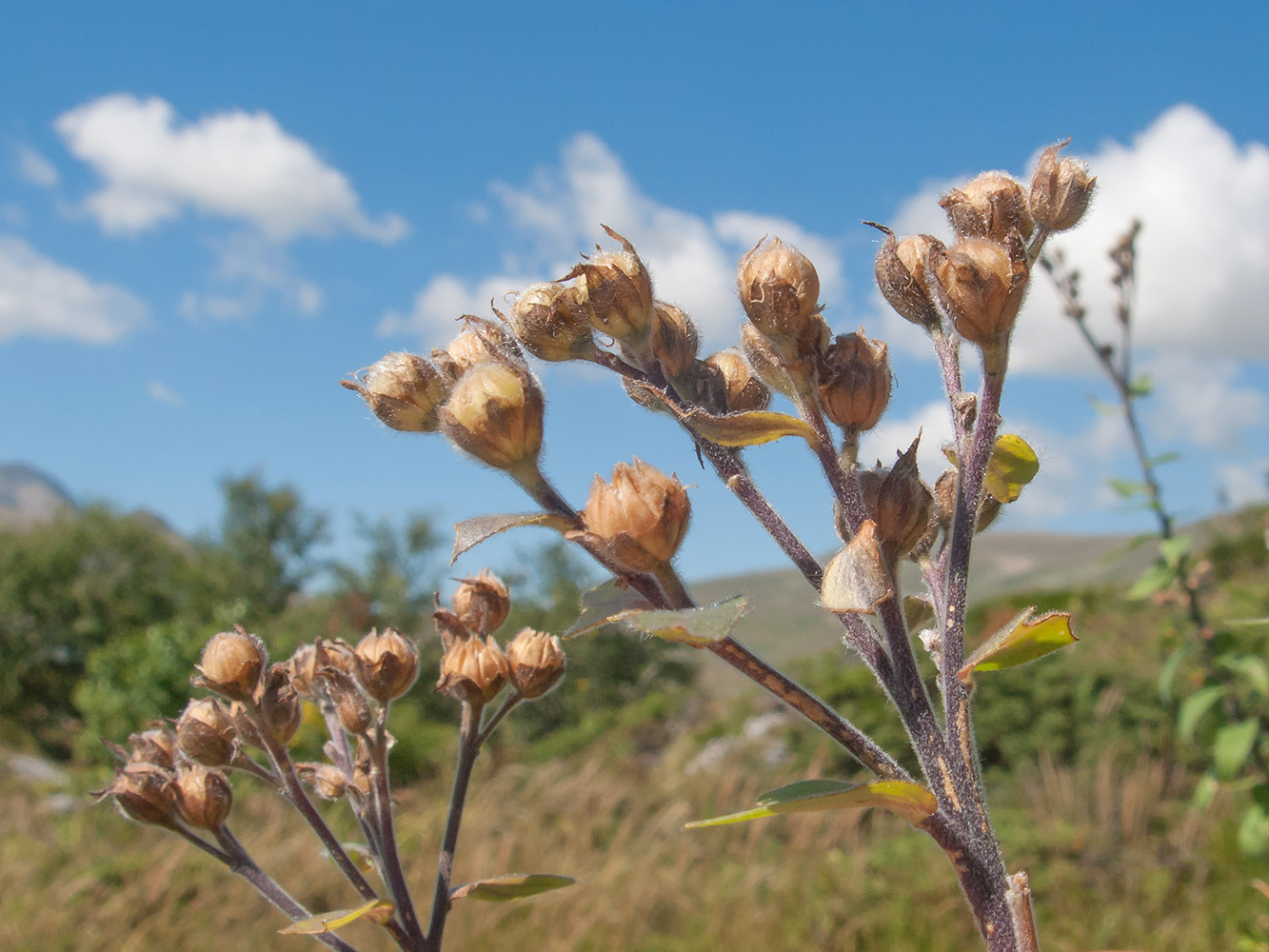 Изображение особи Linum hypericifolium.
