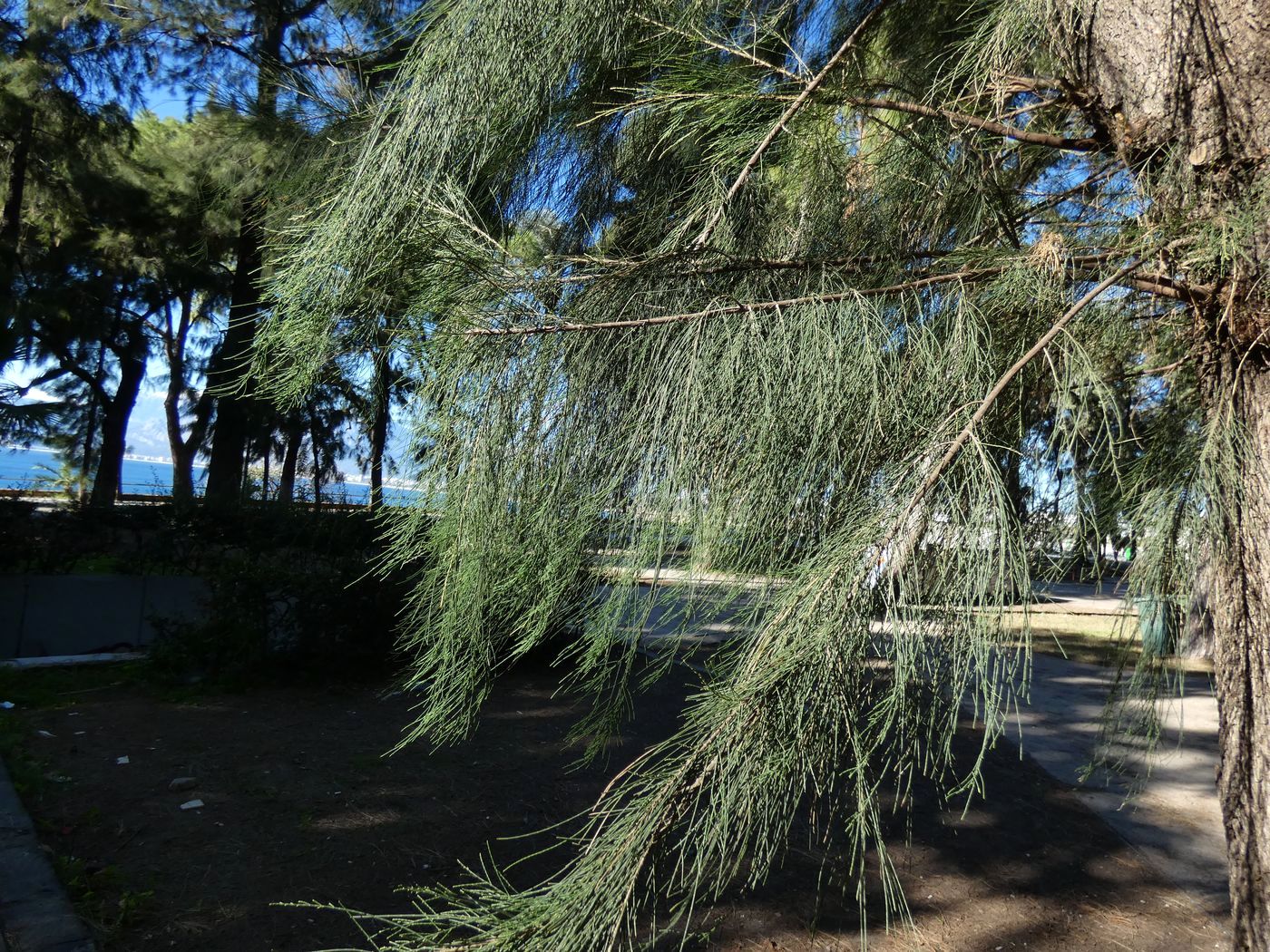 Image of Casuarina equisetifolia specimen.