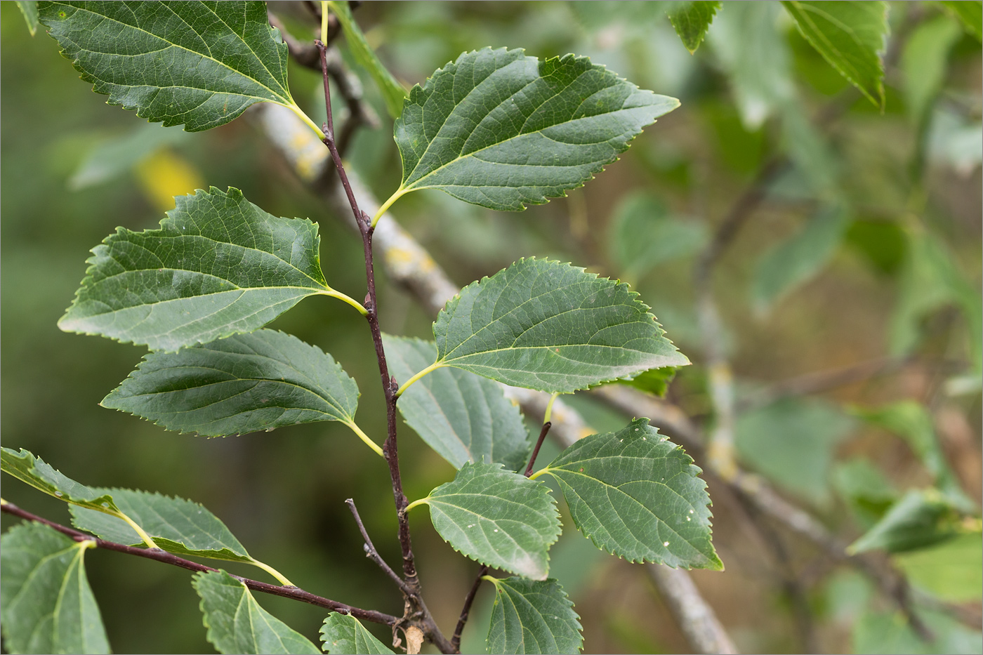 Изображение особи Celtis glabrata.
