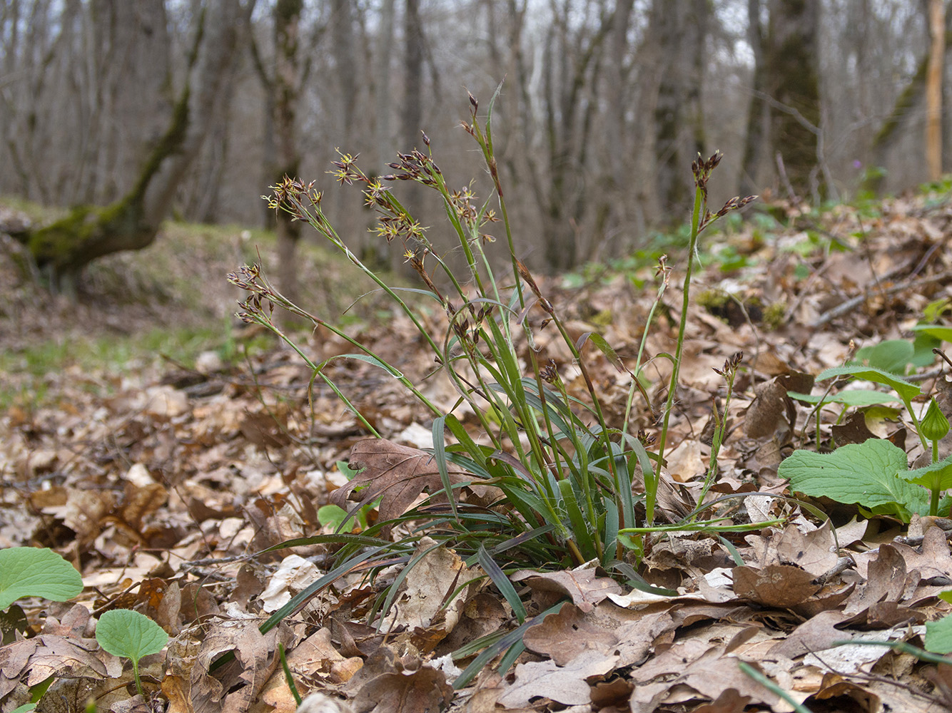 Изображение особи Luzula forsteri.