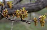 Acer negundo. Верхушка ветви с соцветиями. Волгоградская обл., Камышинский р-н, природный парк \"Щербаковский\", склон балки. 12.04.2026.