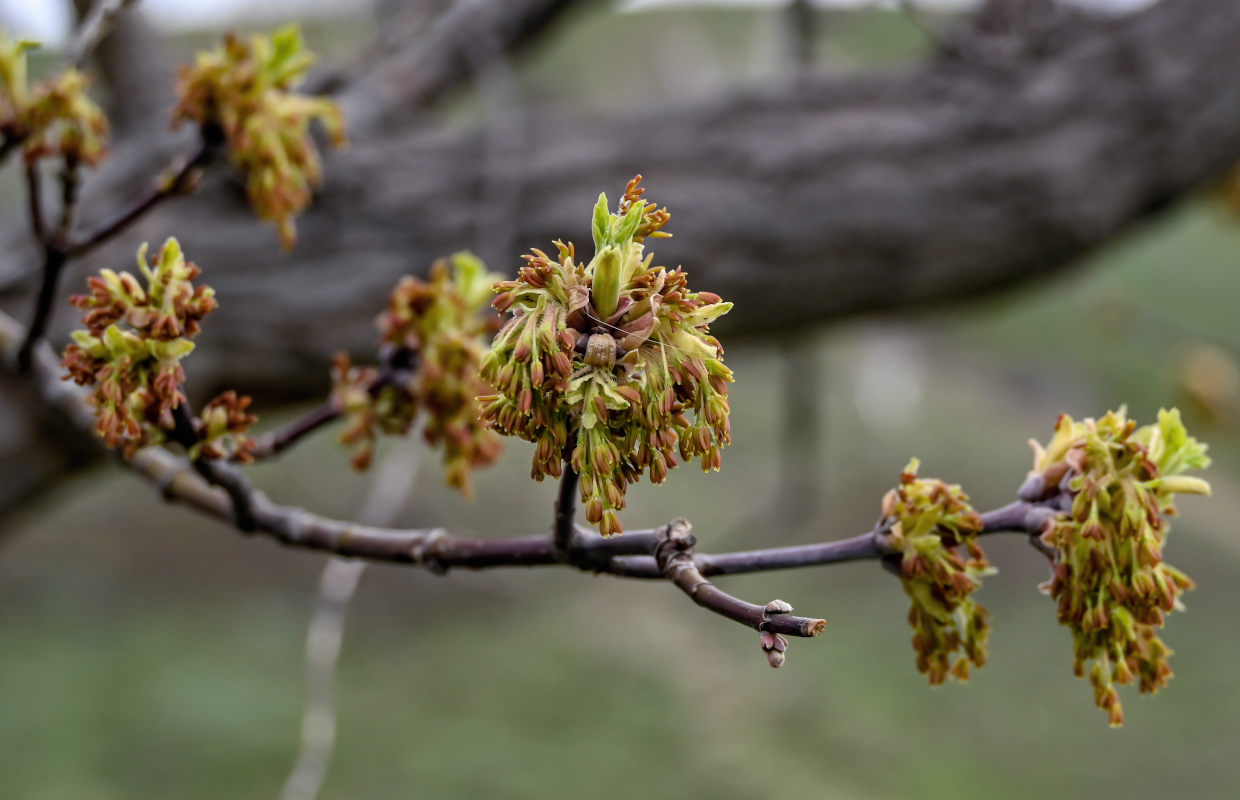 Image of Acer negundo specimen.