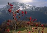 genus Sorbus. Ветви с соплодиями. Большой Кавказ, Главный Кавказский хребет, отрог горы Ачишхо, басс. р. Мзымта. 18.10.2004.