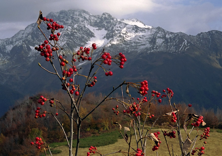 Изображение особи род Sorbus.