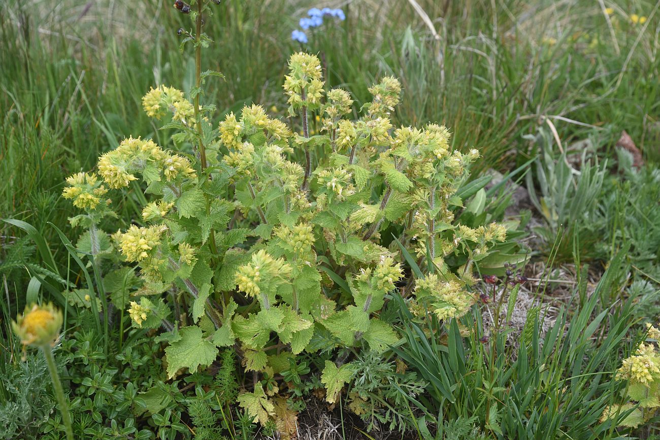 Изображение особи Scrophularia chrysantha.