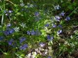 Veronica umbrosa. Цветущее растение в сообщества с Ornithogalum. Крым, Кировский р-н, Агармышский лес, дубово-буковый лес. 03.05.2025.