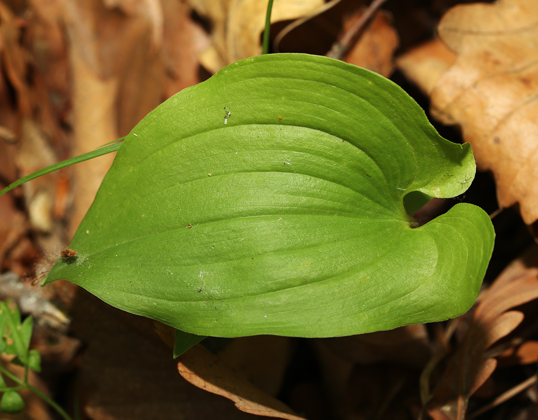 Image of Maianthemum intermedium specimen.