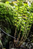 род Polystichum