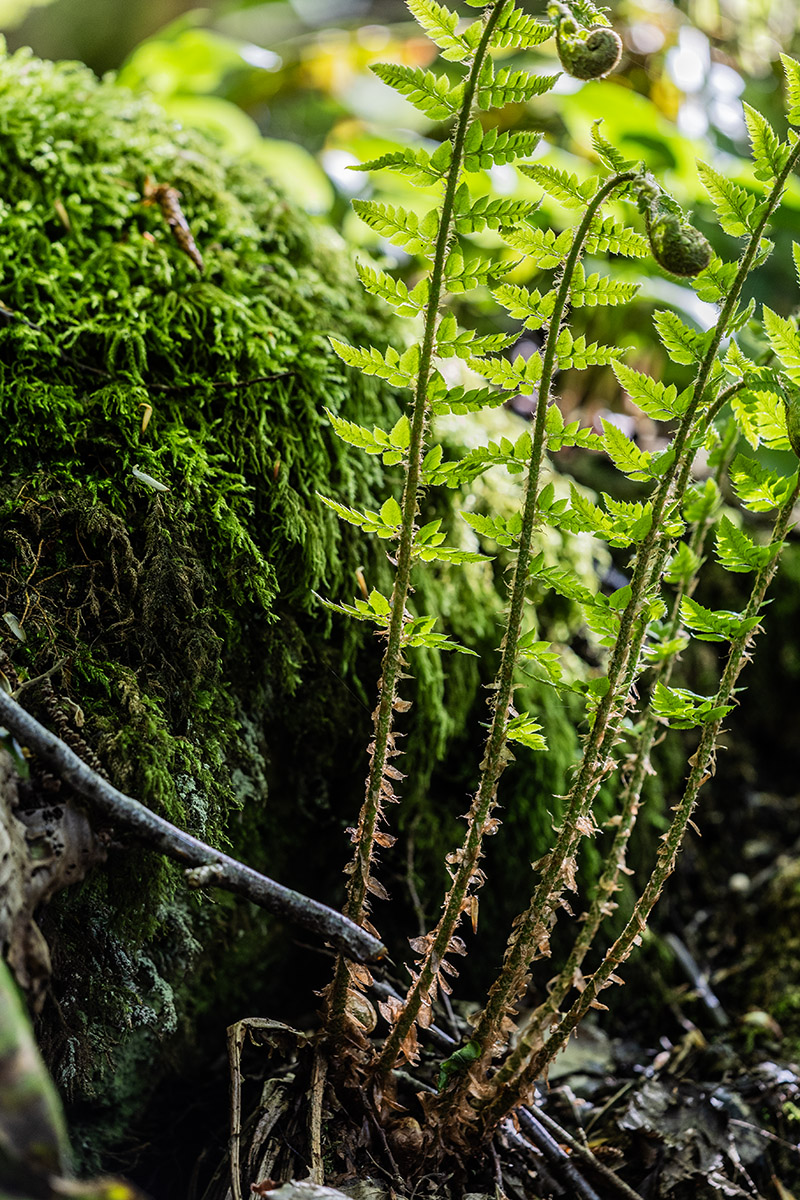 Изображение особи род Polystichum.