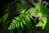 Dryopteris expansa