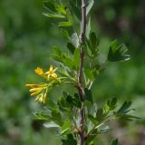 Ribes aureum. Часть побега с соцветием и развивающимися боковыми побегами. Казахстан, Восточно-Казахстанская обл., Глубоковский р-н, окр. с. Кожохово, в культуре. 03.05.2026.