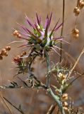 Cynara algarbiensis