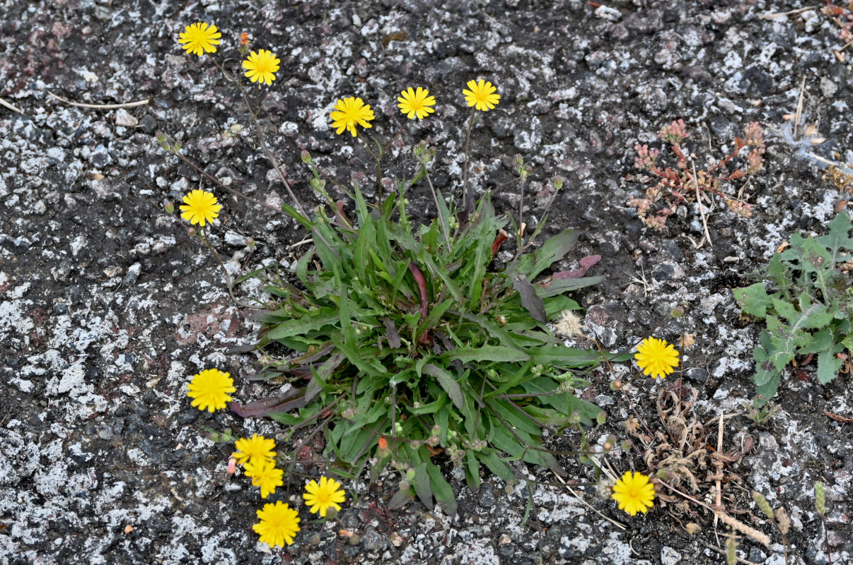 Image of Crepis capillaris specimen.