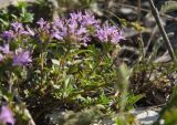 род Thymus. Часть цветущего растения с сидящим насекомым. Оренбургская обл., Саракташский р-н, Жёлтинский сельсовет, хр. Карамурунтау, гора Нос, предвершинный каменистый склон. 10 июня 2025 г.